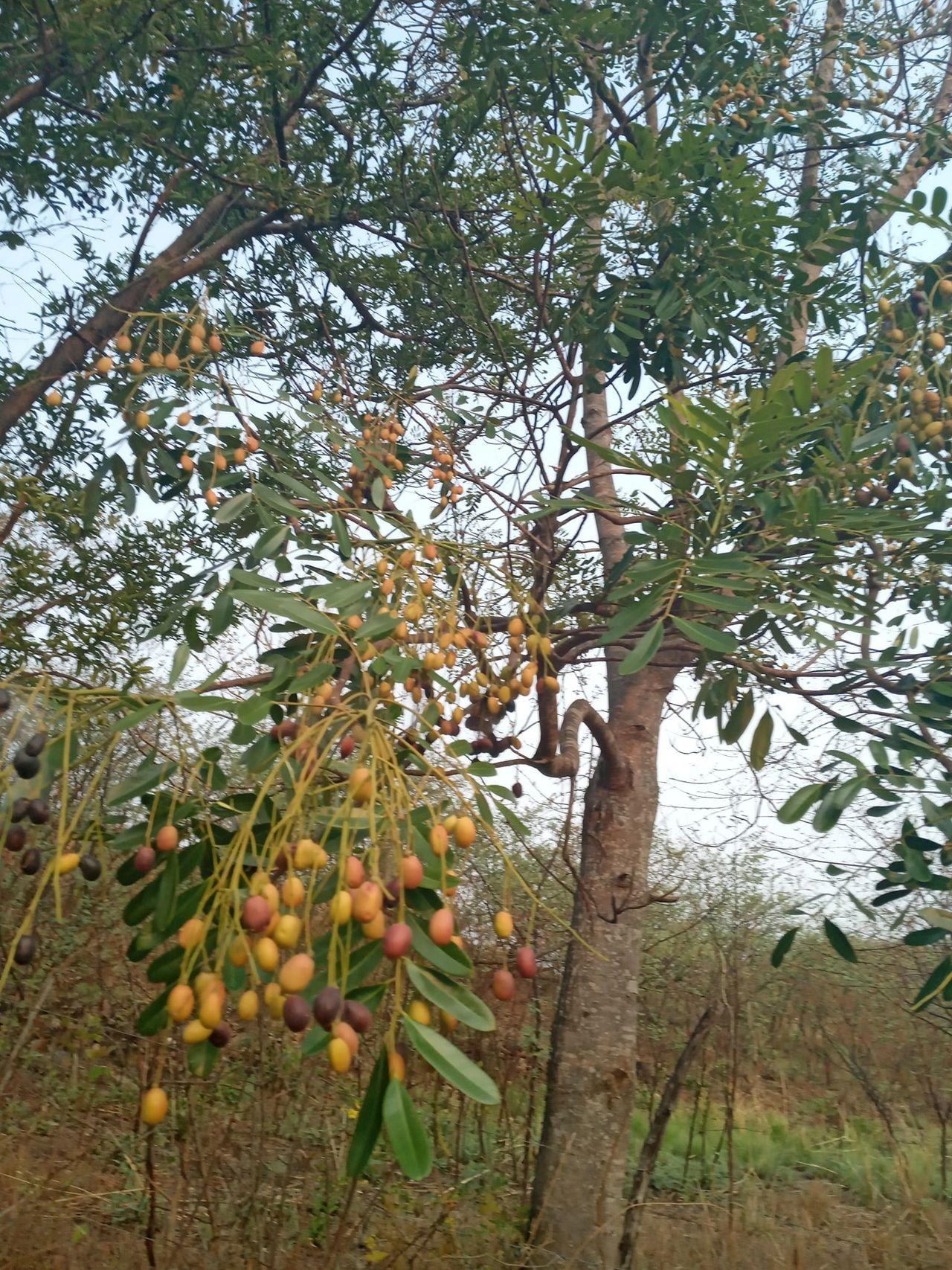 El árbol Aceituno (Simarouba amara)