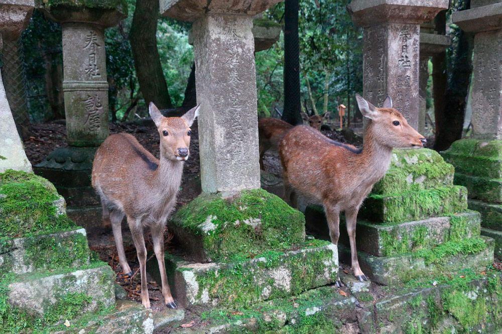 Nara