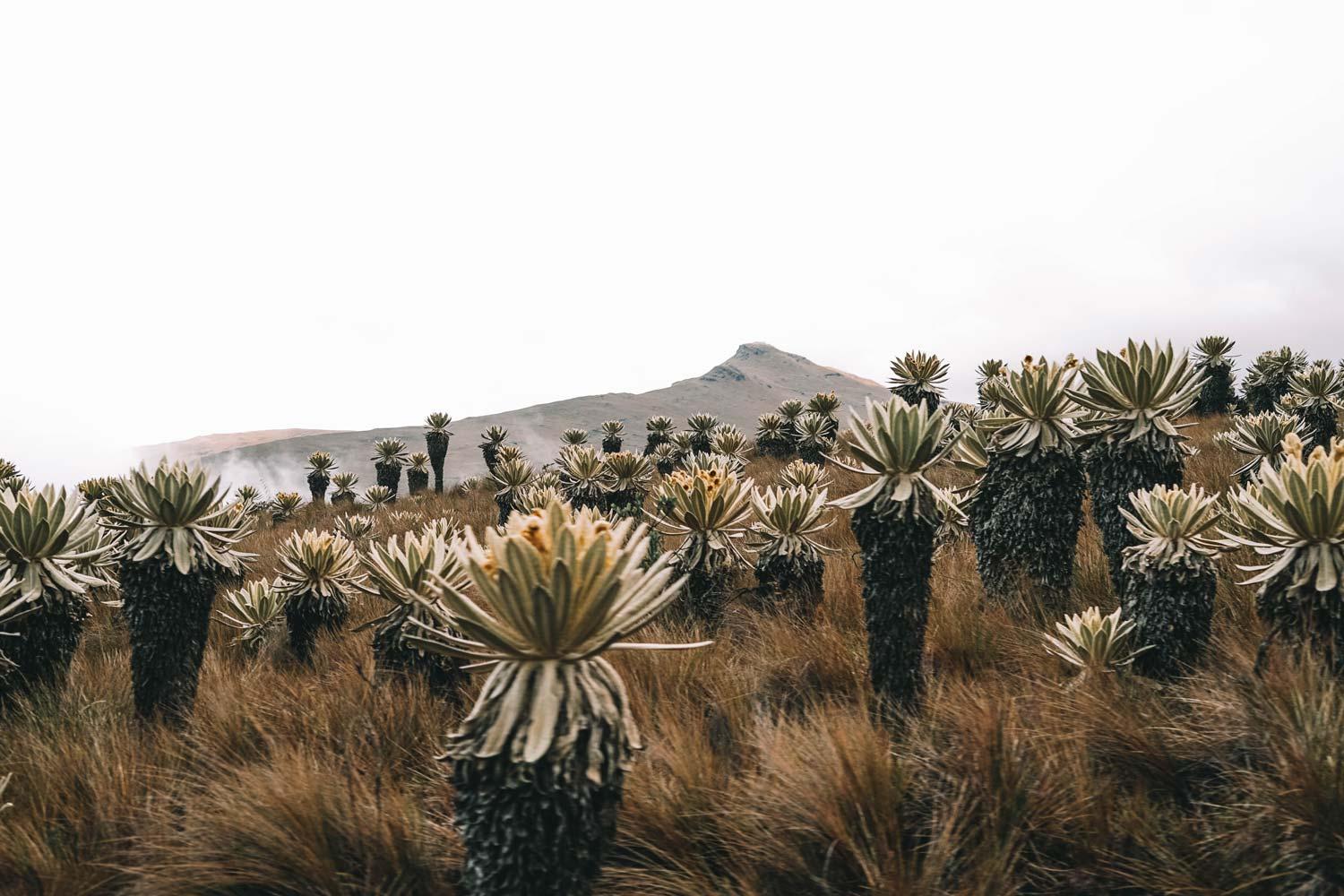 cosa vedere in Ecuador