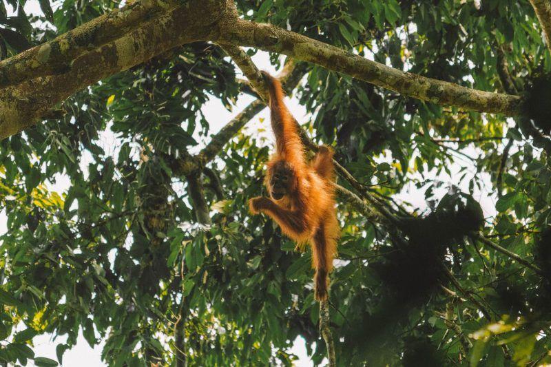 orangutani
