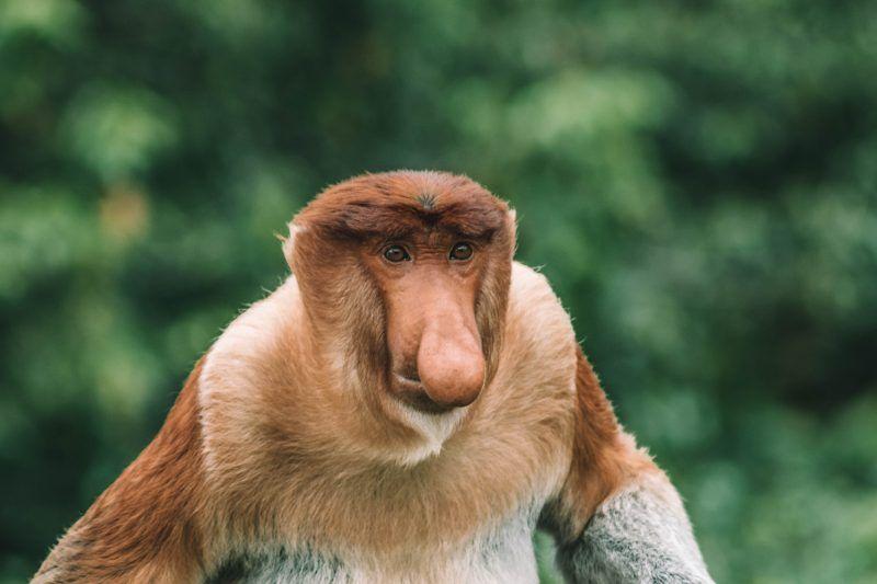 Borneo