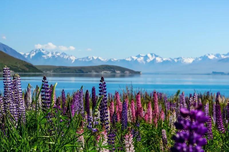 curiosità sulla Nuova Zelanda
