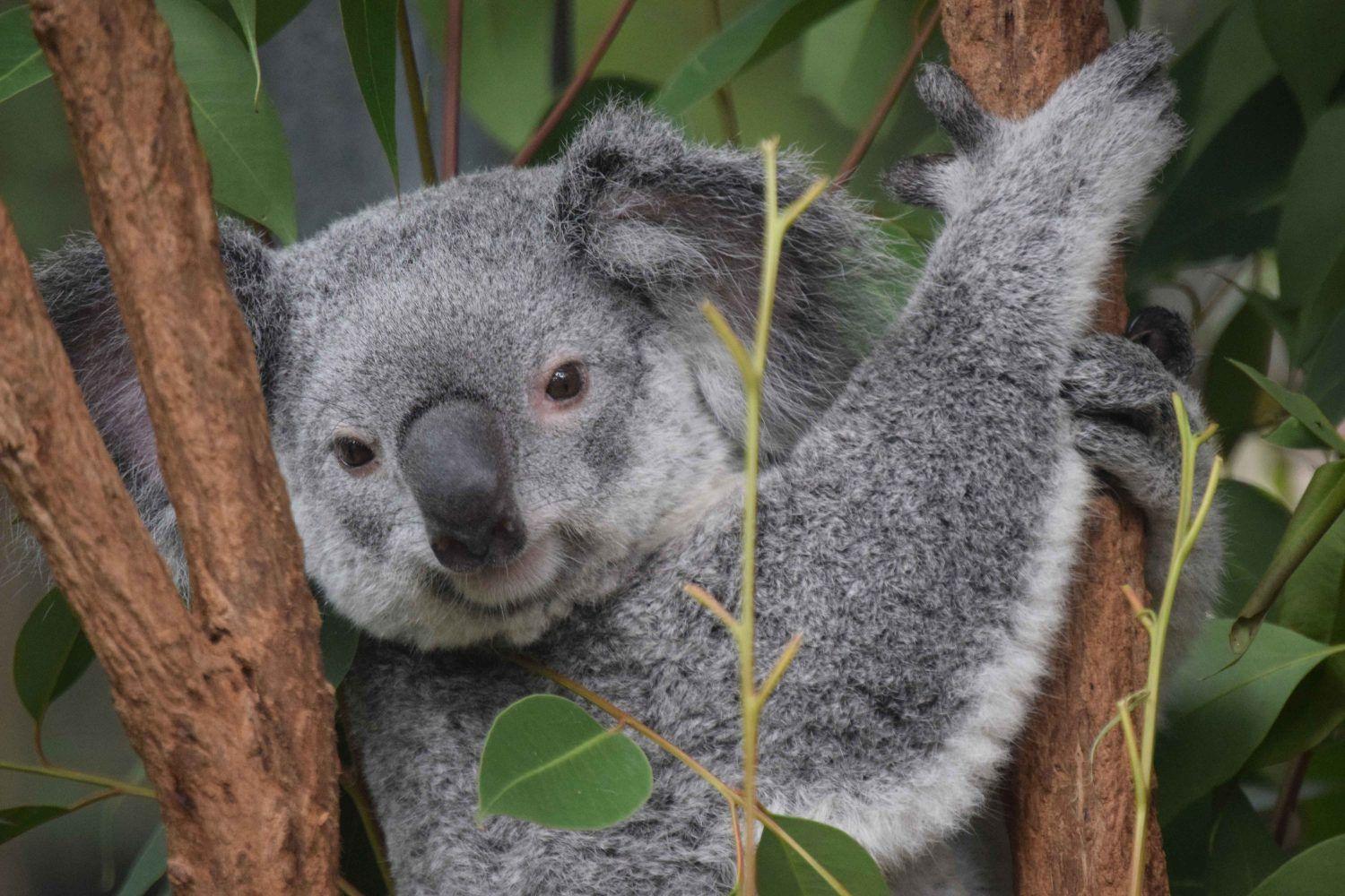 santuario dei koala lone pine